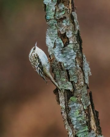 Braune Schlingpflanze. Ein kleiner Vogel steht auf einem Baumstamm und schaut sich im bewölkten Wintermorgen um