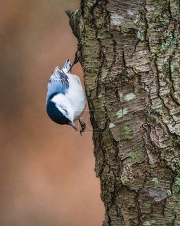 White-Breasted Nuthatch. A small bird is standing on tree trunk, upside down, striding with leg