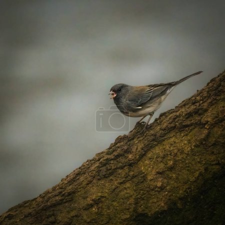 White Winged Junco. Ein kleiner grauer Vogel steht am launischen Wintermorgen auf einem Baumstamm am See und sucht nach Nahrung