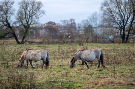 Téléchargez les photos : Beaux chevaux sauvages, dans un paysage ouvert situé à la Jelgava, Lettonie. - en image libre de droit
