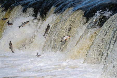 Téléchargez les photos : Les poissons vont frayer en amont. Vimba saute par-dessus la cascade sur la rivière Venta, Kuldiga, Lettonie - en image libre de droit