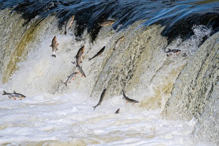 Los peces van a desovar río arriba. Vimba salta sobre la cascada en el río Venta, Kuldiga, Letonia