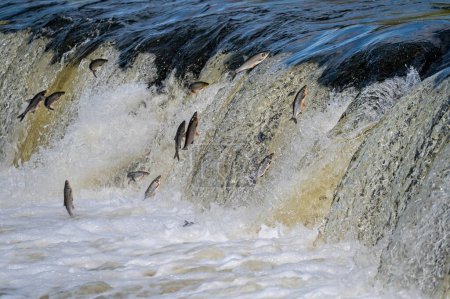 Fische laichen stromaufwärts. Vimba springt über den Wasserfall auf dem Fluss Venta, Kuldiga, Lettland