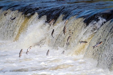 Los peces van a desovar río arriba. Vimba salta sobre la cascada en el río Venta, Kuldiga, Letonia