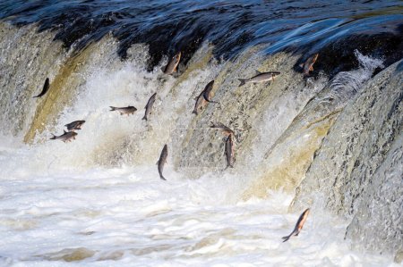 Foto de Los peces van a desovar río arriba. Vimba salta sobre la cascada en el río Venta, Kuldiga, Letonia - Imagen libre de derechos