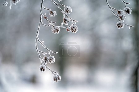 Frosted tree branch against defocused background. Selective focus and shallow depth of field.