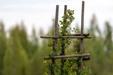 Wooden trellis for plants in the garden with green plants on a blurred background