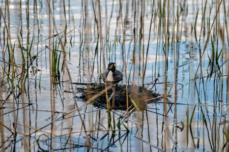 Téléchargez les photos : Canard sur un nid dans l'eau avec des roseaux en arrière-plan. Profondeur de champ faible - en image libre de droit
