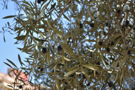 Photo for Olive tree branch with green leaves - Royalty Free Image