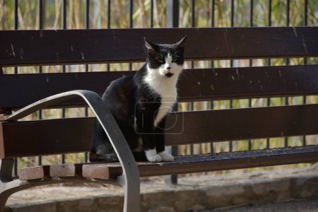 Foto de Gato sentado en el banco - Imagen libre de derechos