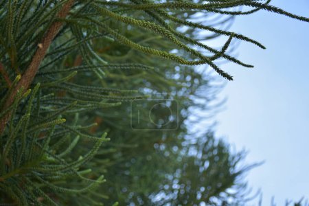 Téléchargez les photos : Branches de sapin vert sur fond de nature - en image libre de droit