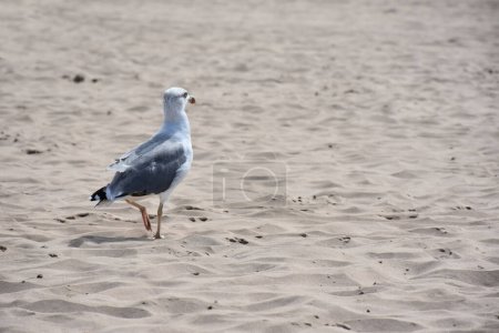 Photo for Seagull on the beach - Royalty Free Image
