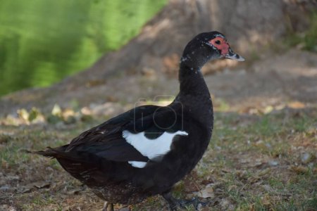 Téléchargez les photos : Canard noir et blanc dans le lac - en image libre de droit