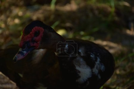 Photo for Close-up of a duck - Royalty Free Image