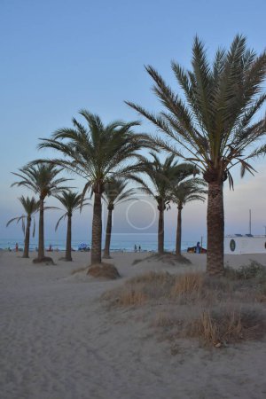 Foto de Hermosa playa con palmeras y cielo azul - Imagen libre de derechos