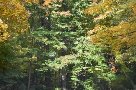 Foto de Hojas de otoño en el bosque - Imagen libre de derechos