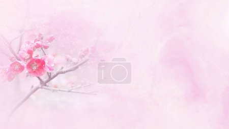 Photo for Pink sakura blossoms on a pink background - Royalty Free Image