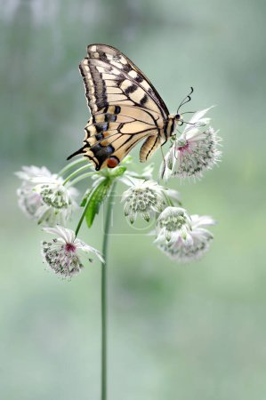 Photo for Butterfly Papilio machaon on a Astrantia flower - Royalty Free Image