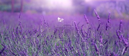 Photo for Lavender background. Purple summer flowers - Royalty Free Image