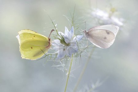 Macro butterflies Gonepteryx rhamni and Pieris brassicae on the Nigella damascena flower. 