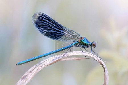 Dragonfly Calopteryx splendens. Beautiful blue insect
