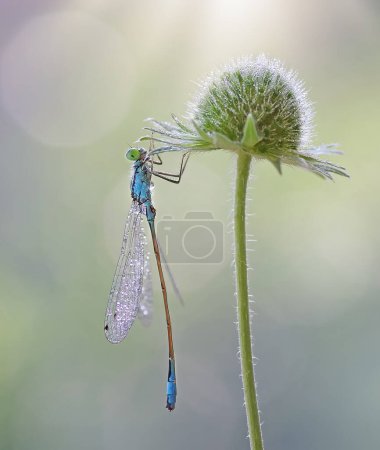 Macro dragonfly Ischnura elegans on meadow flower