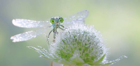 Macro dragonfly Ischnura elegans on meadow flower