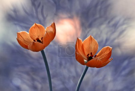 Photo for Orange flowers in dew drops. flowers background - Royalty Free Image