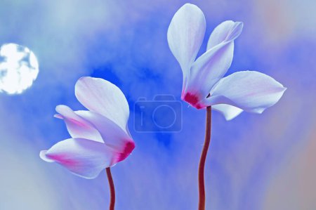 Photo for Cyclamen persicum on the blue background - Royalty Free Image
