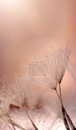 Foto de A closeup shot of a dandelion plant on a blurred background - Imagen libre de derechos