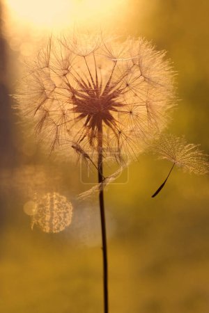 Photo for Dandelion flower. White spring flower - Royalty Free Image