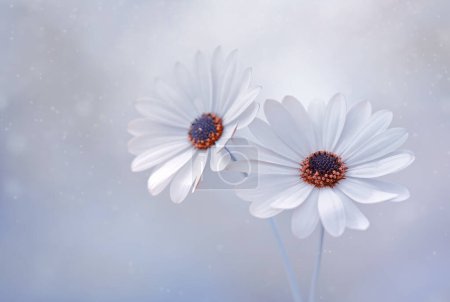 Photo for Osteospermum flowers. White spring flowers - Royalty Free Image