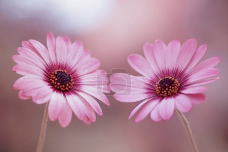 Photo for Osteospermum flowers. Pink spring flowers - Royalty Free Image
