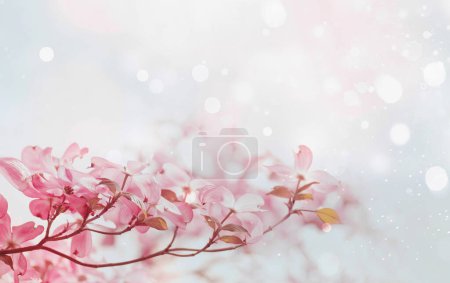 Photo for Pink spring flowers. Cornus mas - Royalty Free Image