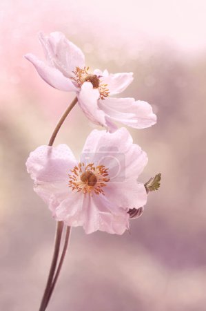 Photo for Anemone flowers. Close-up spring and autumn flowers on the pastel background - Royalty Free Image