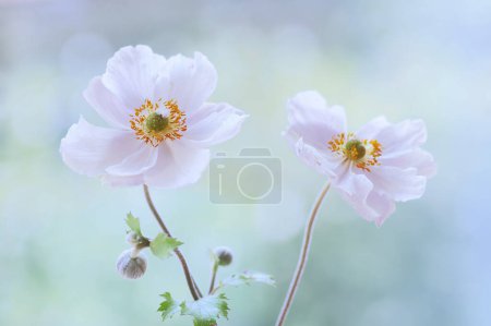 Foto de Anemone flowers. Close-up spring and autumn flowers on the pastel background - Imagen libre de derechos