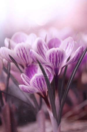 Photo for Crocuses flowers,  close-up pink spring flowers - Royalty Free Image