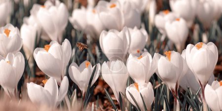 Photo for Crocuses, close-up  white spring flowers. - Royalty Free Image