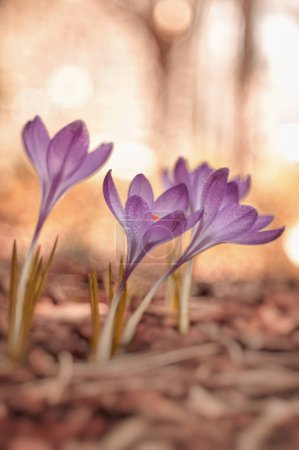 Photo for Crocuses flowers,  close-up pink spring flowers - Royalty Free Image
