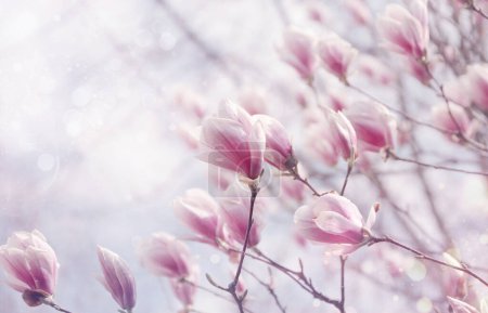Photo for Pink Magnolia twigs. spring flowers - Royalty Free Image