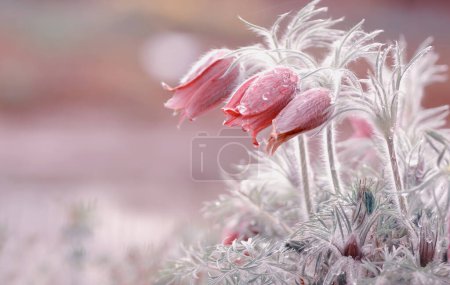 Photo for Pulsatilla vulgaris. Spring pink flowers - Royalty Free Image