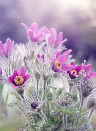 Photo for Pulsatilla vulgaris. Spring pink flowers - Royalty Free Image