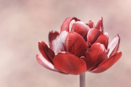 Photo for Close-up tulips, red spring flowers - Royalty Free Image