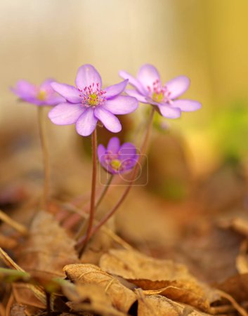 Photo for Hepatica nobilis mill. Close-up pink spring flowers - Royalty Free Image