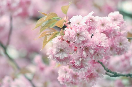 Cherry flowers "Prunus serrulata" , "Kanzan". Pink spring flowers
