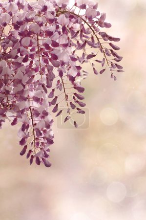Photo for Wisteria sinensis. Beautiful spring blooming creeper - Royalty Free Image