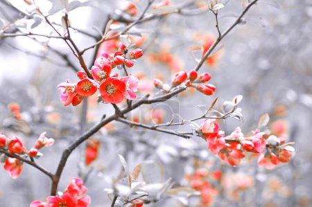 Photo for Chaenomeles flower in the garden - Royalty Free Image