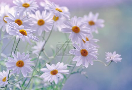 Photo for Daisies flowers. Close-up white spring flowers. Flowers background - Royalty Free Image