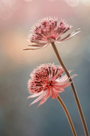 Astrantia  "Major". Close-up pink summer flowers