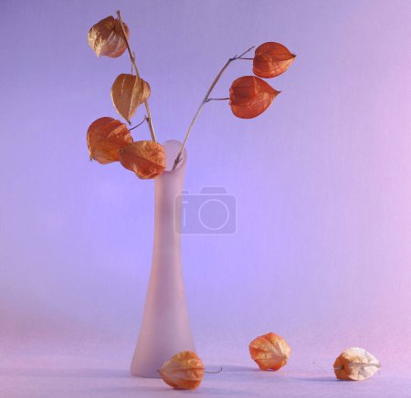 Téléchargez les photos : Still life, Physalis flowers on a light pink background - en image libre de droit
